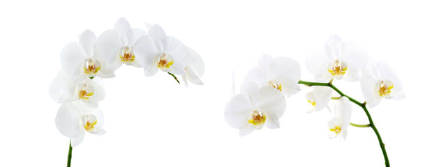 Blooming white orchids flower isolated on white background