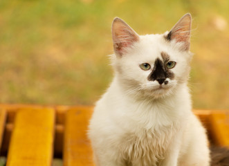 An adorable white cat with black color on the head