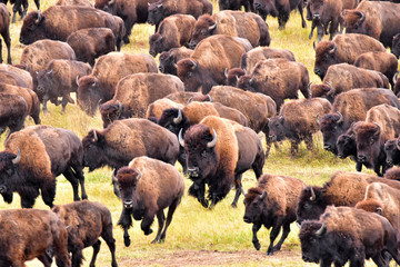 Bufflo (American Bison) round-up, Black Hills, SD - close © @WillFields.com