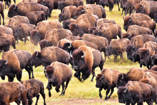 Bufflo (American Bison) round-up, Black Hills, SD - close