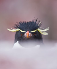 Ping&uuml;ino de Penacho Amarillo (Eudyptes chrysocome), Isla Ping&uuml;ino, Puerto Deseado, Patagonia, Argentina
