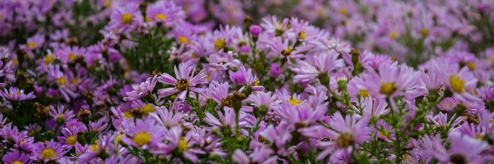 Autumn purple flowers. Tripolium pannonicum, called sea aster or seashore aster and often known by the synonyms Aster tripolium or Aster pannonicus.