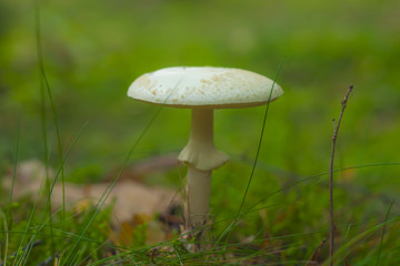 Autumn, mushroom, funghi, fungus, white round head, transparent, beige on moss, macro, closeup, nature, forest, focus, bokeh