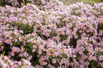 Fototapeta premium Autumn purple flowers. Tripolium pannonicum, called sea aster or seashore aster and often known by the synonyms Aster tripolium or Aster pannonicus.