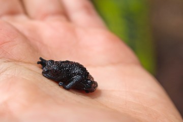 Small black from from the mount roraima 