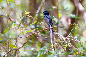 Madagascar bird Paradise-flycatcher, wildlife