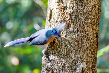 bird Crested coua (Coua cristata) Madagascar