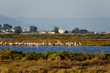 Fototapeta na wymiar Flamingos at sunset, Delta del Ebro, Spain