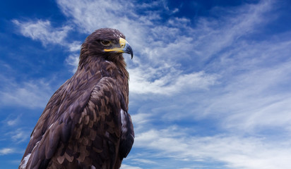 Golden Eagle against a Blue Sky