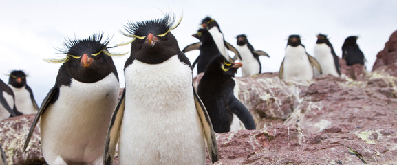 Pingüino de Penacho Amarillo (Eudyptes chrysocome), Isla Pingüino, Puerto Deseado, Patagonia,...