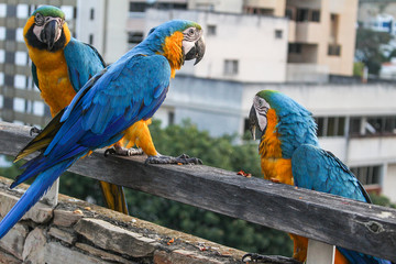 Macaws on the balcony