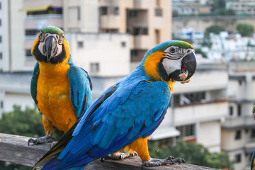 Macaws eating on the balcony