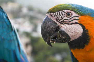 Macaw Close up while eating sunflower seeds