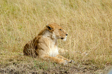 lioness in the grass