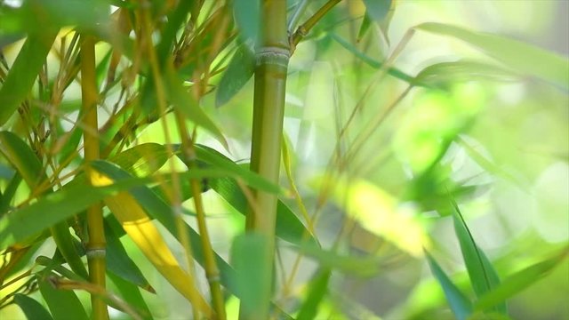Bamboo forest. Growing bamboo in japanese garden swaying on wind. Garden design. Slow motion 4K UHD video footage. 3840X2160