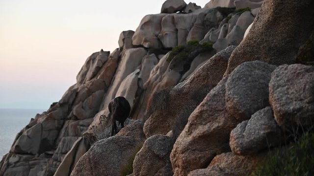 wild goats grazing at sunset among the granite rocks at the sea