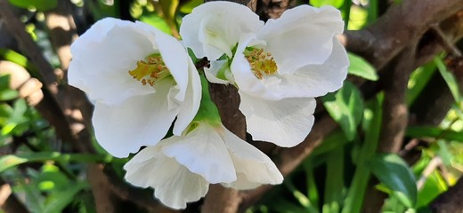 white flowers of tree in spring