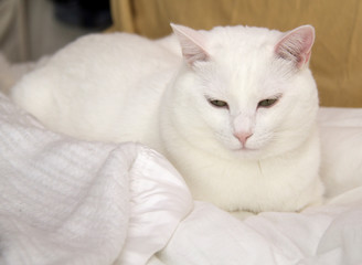 sleepy white cat on white blanket