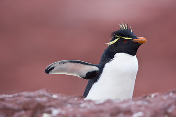 Fototapeta premium Pingüino de Penacho Amarillo (Eudyptes chrysocome), Isla Pingüino, Puerto Deseado, Patagonia, Argentina