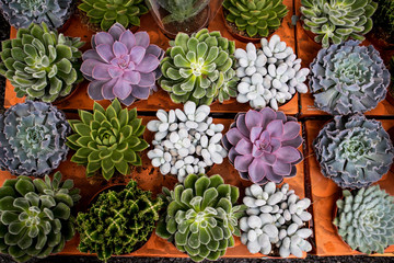 the Beautiful designer card from succulents for various special occasions