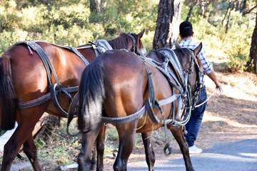 horse and carriage