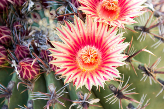 A blooming Barrel Cactus Flower, Tempe AZ
