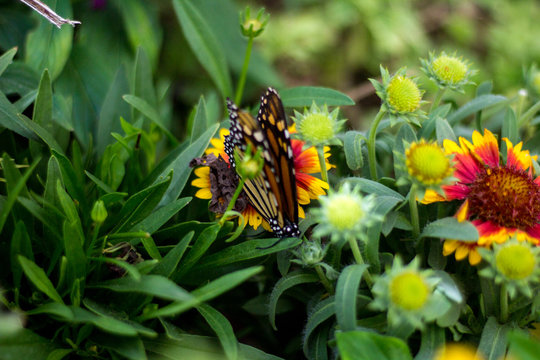 A Monarch butterfly in Tempe AZ