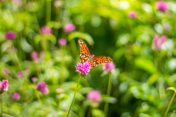 Obraz premium A gulf fritillary butterfly on a flower, Tempe AZ