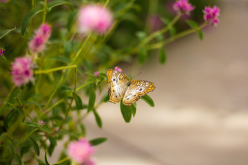 A White Peacock butterfly on a flower, Tempe AZ