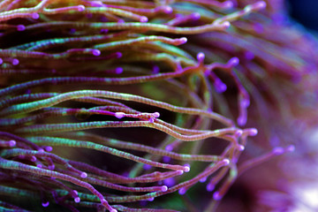 Obraz premium Wonder elegance coral - Catalaphyllia jardinei