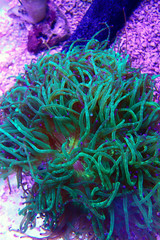 Fototapeta na wymiar Wonder elegance coral - Catalaphyllia jardinei