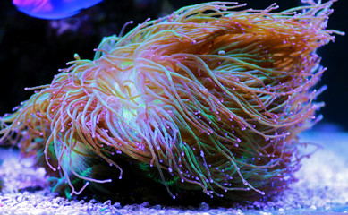 Wonder elegance coral - Catalaphyllia jardinei