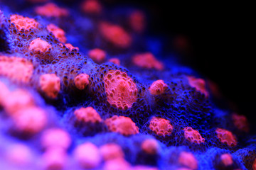 Chalice Coral - Echinophyllia sp. © Kolevski.V