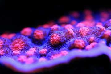 Chalice Coral - Echinophyllia sp.