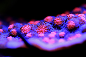 Chalice Coral - Echinophyllia sp. © Kolevski.V