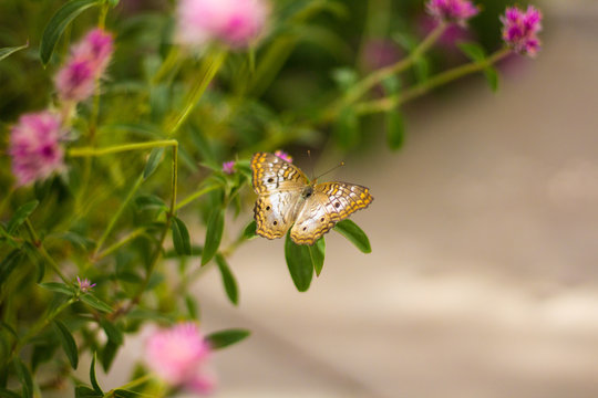 A White Peacock butterfly on a flower, Tempe AZ