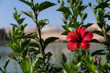 Hibiscus flower in front of lake and old Moroccan town