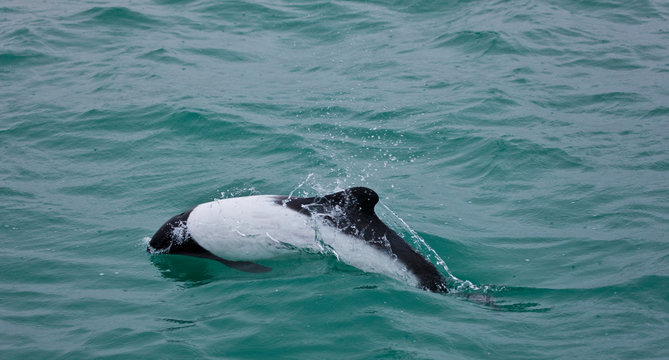 Delfin de Commerson o Tonina Overa (Cephalorhynchus commersonii),Ria Deseado, Puerto Deseado, Patagonia, Argentina. Commerson's Dolphin