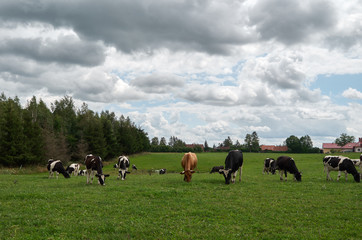 Healthy animal livestock feeding in a lush rural environment. Cow herd on pasture