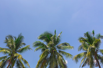 Obraz na płótnie Canvas coconut tree and blue sky
