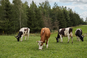 Fototapeta na wymiar Cows grazing on meadow. Cows grazing pasture scene. Cow herd on pasture