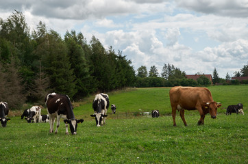 Fototapeta na wymiar Black and white cows in a grassy field on a bright and sunny day in The Poland.