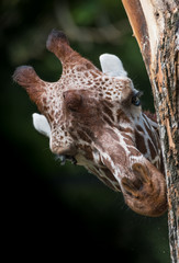 Giraffe Looking Nosily Around Tree