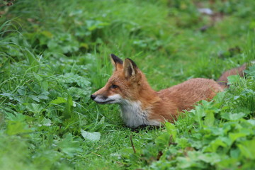 fox1