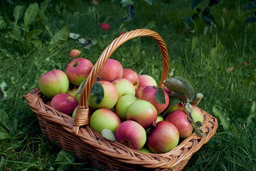Fresh apples in a basket