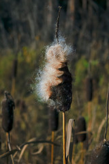 Seed head of cattail on the lake on a blurred background.