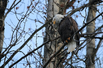 Bald eagle 1