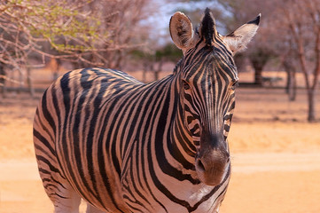 Wild african animals. Zebra close up portrait. African plains zebra on the dry yellow savannah grasslands. Focus is on the zebra with the background blurred