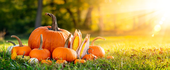 Pumpkins Corn And Gourds On Grass In Field With Trees And Sunset Background - Thanksgiving/Harvest 