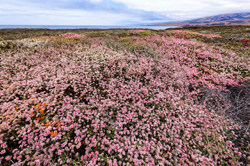 Obraz premium Sea Pink, Piedras Blancas